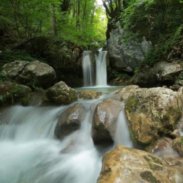 Nature park Tara Bosnia