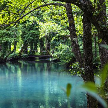 Old-growth forest Janj Bosnia