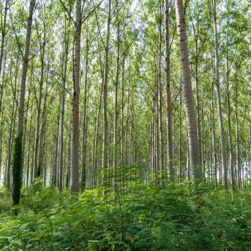 Forest plantation Vojvodina Serbia